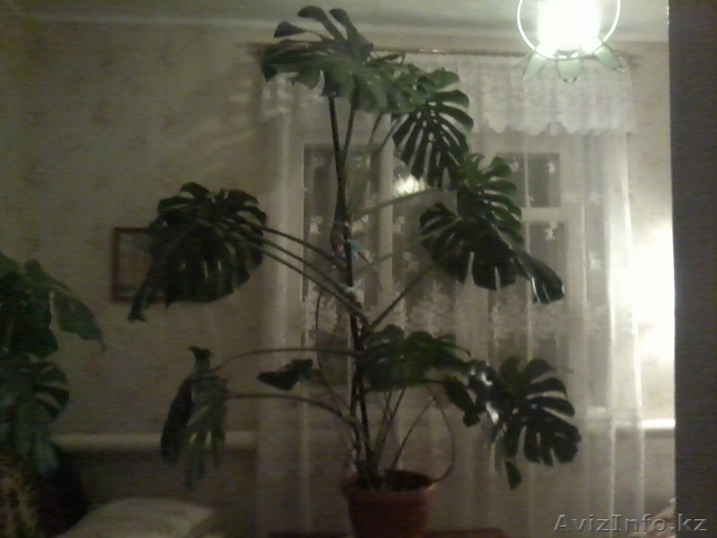 Продажа комнатного растения - Монстера - Изображение #1, Объявление #108808
