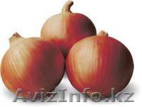 лук Универсо  в г Тараз - Изображение #1, Объявление #346138