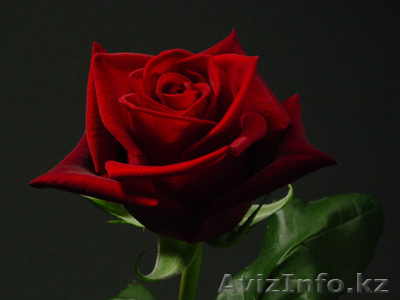 Садовый центр \\\"НУРИ\\\"  - Изображение #1, Объявление #497255