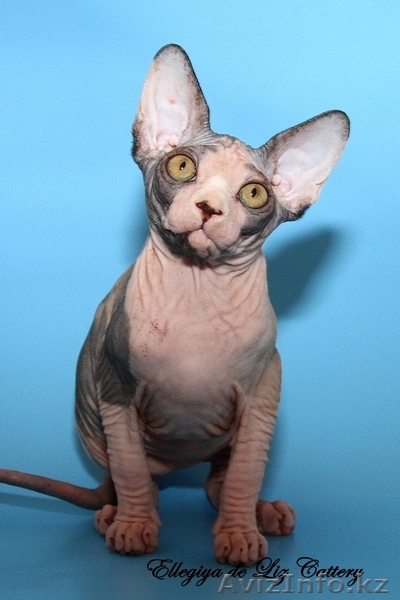 Котята канадского сфинкса ПРОДАМ - Изображение #1, Объявление #741443