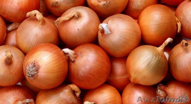 Лук репчатый. Сорт голландский. - Изображение #1, Объявление #792034