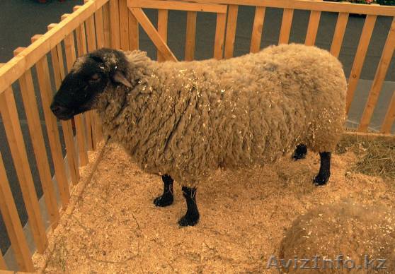Продам Молодого барана - Изображение #1, Объявление #803400