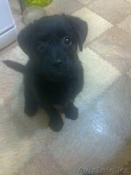 отдам в хорошие руки щенка-кобель (звонок) 2,3 месяца - Изображение #1, Объявление #809262