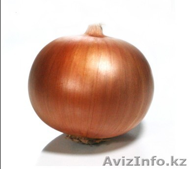 Продам лук (Универсиа) - Изображение #1, Объявление #827751