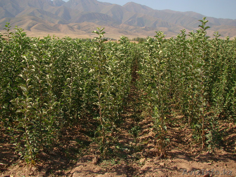 Ищете саженцы? Звоните нам!!!! - Изображение #1, Объявление #870864