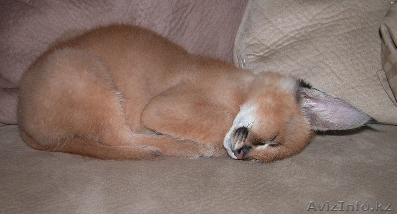 сервала, савани, оцелот, каракал кошенят - Изображение #1, Объявление #878006