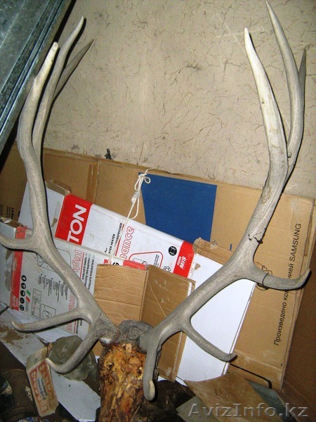 рога оленя (антикварные) - Изображение #1, Объявление #877693