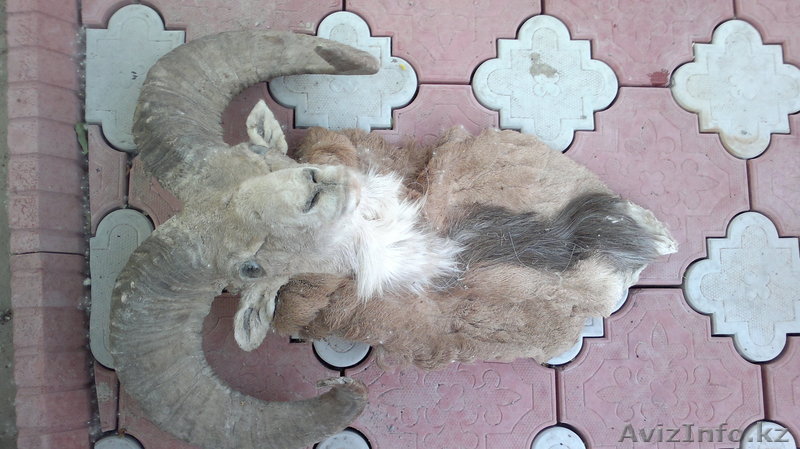 чучело. Голова архара - Изображение #1, Объявление #981403