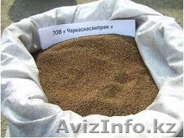 Продаю Семена Клевера в Мерке - Изображение #1, Объявление #969334