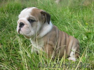 Щенки английского бульдога.. - Изображение #1, Объявление #1010976