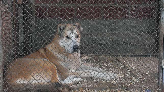 собака ,бойцовый - Изображение #1, Объявление #1018732