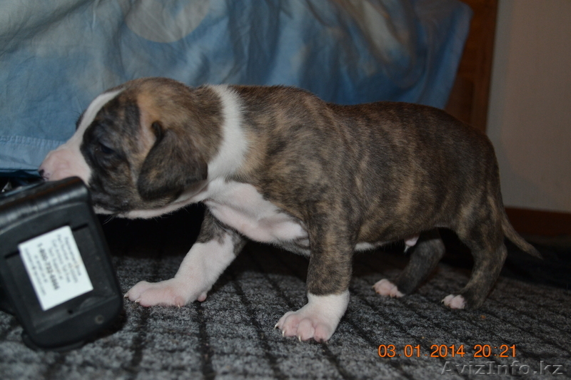 продам красивого щенка питбуля!!! - Изображение #1, Объявление #1015367