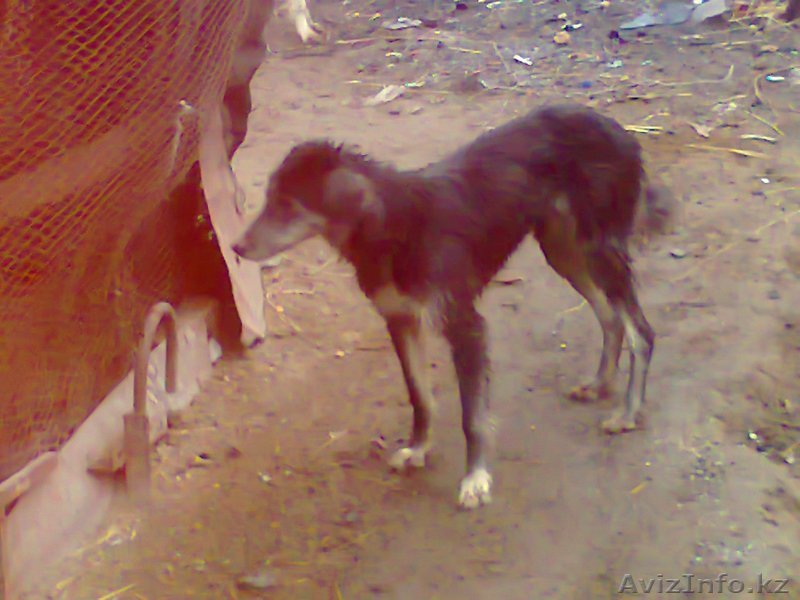 жамбылская обл мойынкумски район - Изображение #1, Объявление #1061211