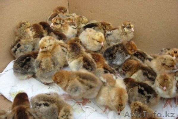 Продам Подрощенных Цыплят  - Изображение #1, Объявление #1078536