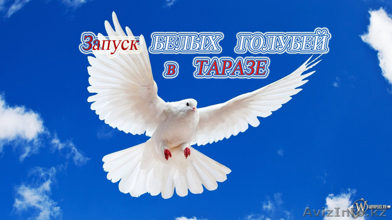Запуск БЕЛЫХ ГОЛУБЕЙ в Таразе! - Изображение #1, Объявление #1087008