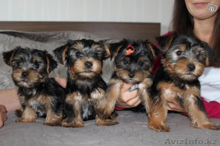  Чистокровные щенки йорка  - Изображение #1, Объявление #1163394