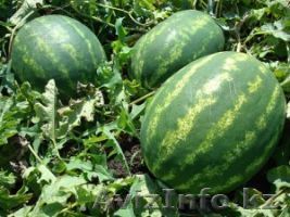 Семена из Голландии, Франции, Израиля - Изображение #1, Объявление #1330142