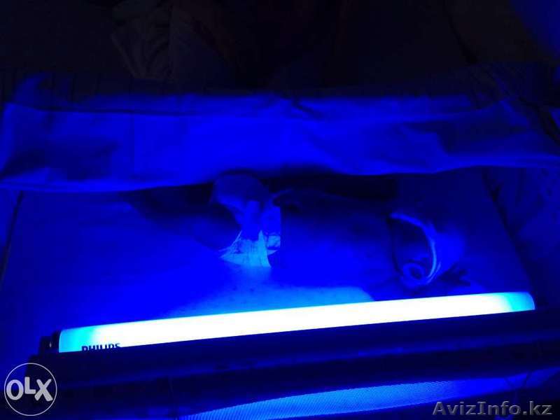 Лампа для лечения желтухи у новорожденных в аренду. - Изображение #1, Объявление #1243468