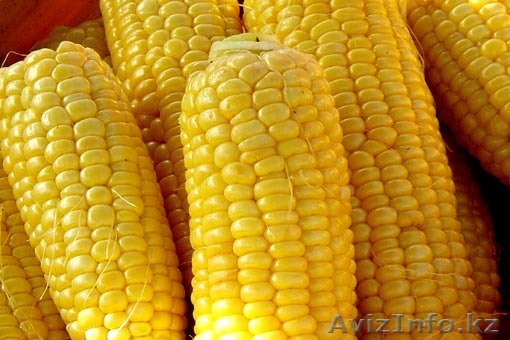 Кукуруза сорт Тулпар - Изображение #1, Объявление #1484066