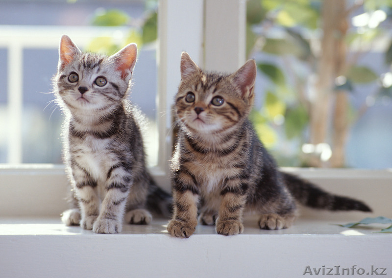 Котята в хороште руки - Изображение #1, Объявление #1486220