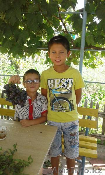 саженцы винограда, более-20 сортов - Изображение #1, Объявление #1034704