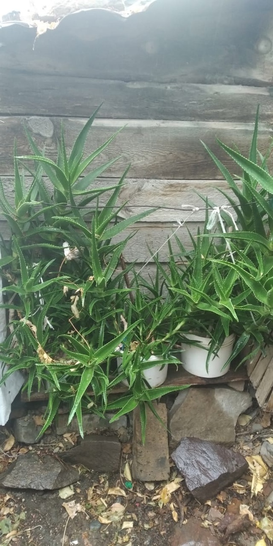 Продам целебное алоэ 5 лет - Изображение #1, Объявление #1717588