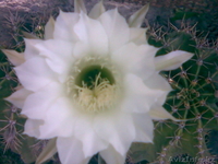 ДЕКАРАТИВНЫЕ ЦВЕТЫ - Изображение #1, Объявление #331128