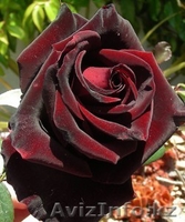 саженци роз"черная магия" - Изображение #1, Объявление #612103