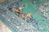 Щенки  породы  Такса - Изображение #1, Объявление #684629