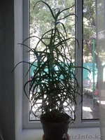 Продам целебное алоэ - Изображение #1, Объявление #752877