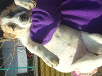 Щенки алабая 2 девочки 3,5 месяца вес по 11кГ. - Изображение #2, Объявление #843833