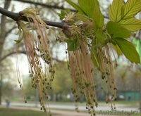 Саженцы лиственные,декоративные,хвойные и плодовые - Изображение #2, Объявление #983970