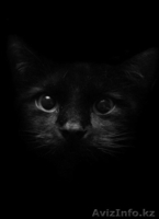 Профессиональный фотограф.. - Изображение #1, Объявление #1011206