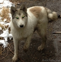 продам  сибирскую лайку - Изображение #1, Объявление #1073505