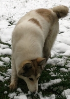 продам  сибирскую лайку - Изображение #4, Объявление #1073505