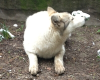 продам  сибирскую лайку - Изображение #5, Объявление #1073505