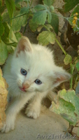 котенка в хорошие руки. срочно! пока маленькие - Изображение #1, Объявление #1117416