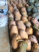 Продам тыкву оптом!!! - Изображение #1, Объявление #1320500