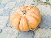 Продам тыкву оптом!!! - Изображение #4, Объявление #1320500