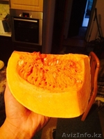 Продам тыкву оптом!!! - Изображение #2, Объявление #1320500
