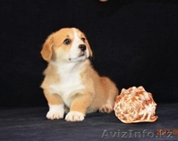 Вельш Корги Пемброк щенки (питомник «Nivas Joy» )  - Изображение #4, Объявление #1582545