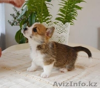 Вельш Корги Пемброк щенки (питомник «Nivas Joy» )  - Изображение #7, Объявление #1582545