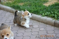 Вельш Корги Пемброк щенки (питомник «Nivas Joy» )  - Изображение #8, Объявление #1582545