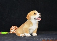 Вельш Корги Пемброк щенки (питомник «Nivas Joy» )  - Изображение #5, Объявление #1582545