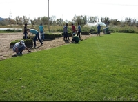 Рулонный живой газон, дёрн, посев семян газона - Изображение #1, Объявление #1631564