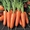 Морковь от производителя!!! #182195