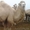 Продаем двугорбых верблюдов - Изображение #2, Объявление #825328