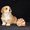 Вельш Корги Пемброк щенки (питомник «Nivas Joy» )  - Изображение #4, Объявление #1582545