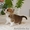 Вельш Корги Пемброк щенки (питомник «Nivas Joy» )  - Изображение #7, Объявление #1582545