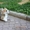 Вельш Корги Пемброк щенки (питомник «Nivas Joy» )  - Изображение #8, Объявление #1582545